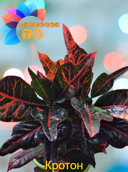 Croton — семейство Молочайные