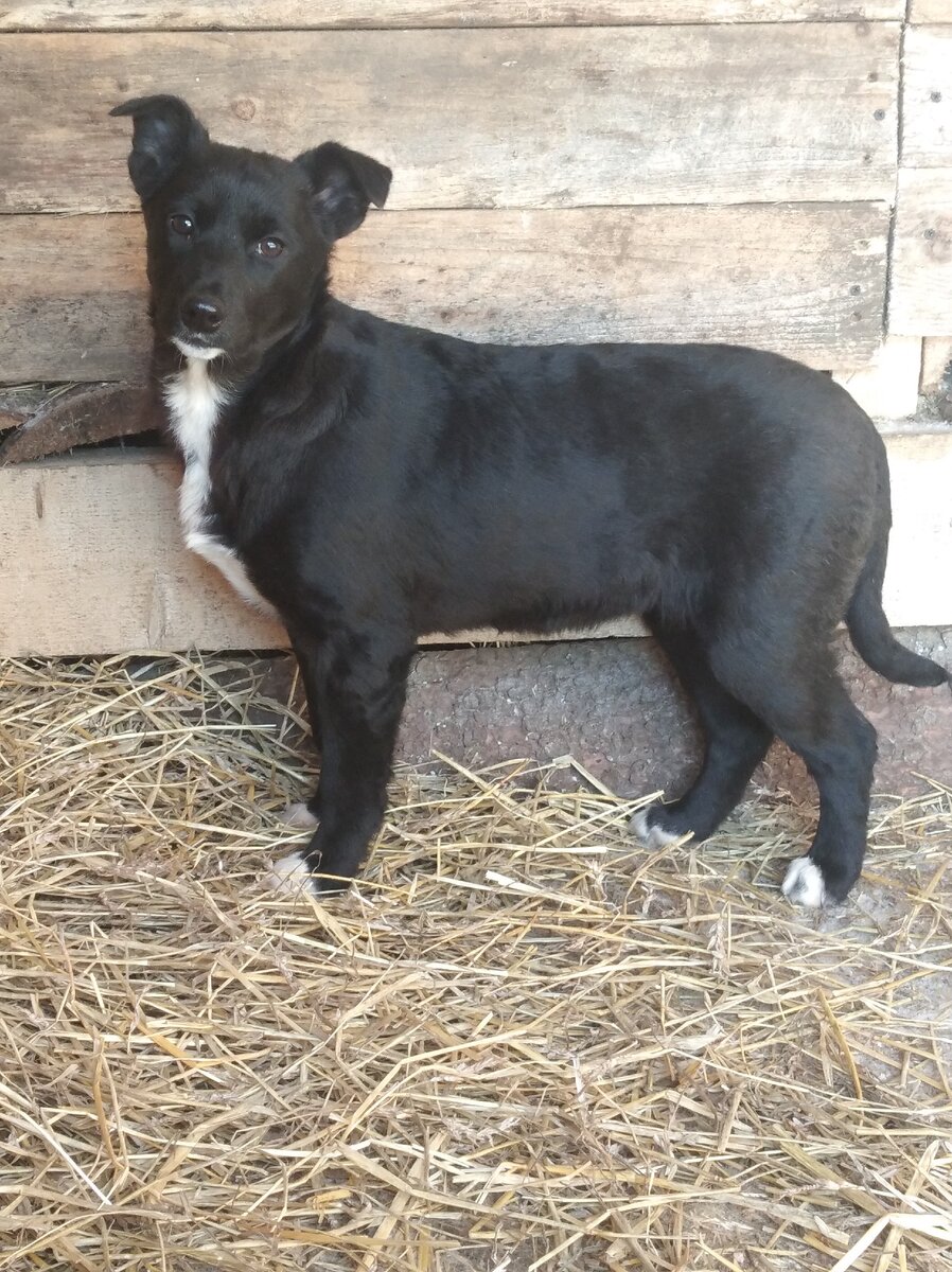 Боня, 3 месяца. Будет средняя, ниже колена. 