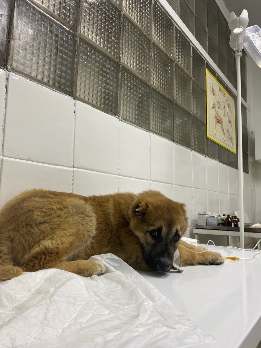 Моя Динка борется с болезнью Энтерит 