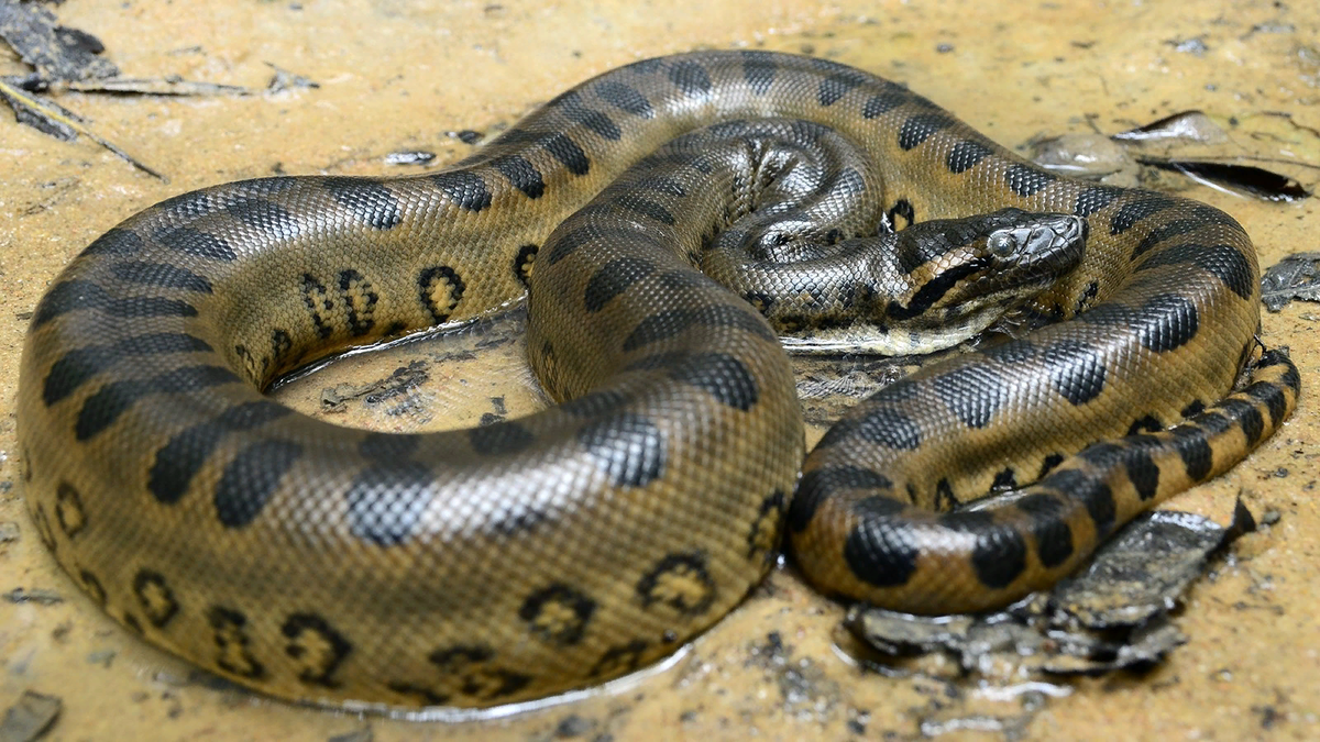 Самая большая длина змеи. Анаконда змея. Анаконда eunectes murinus. Зеленая Анаконда (eunectes murinus).
