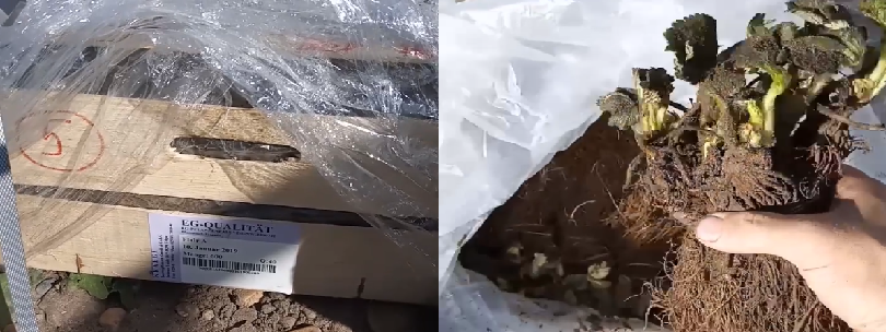 Заказывали эту сладкую ягоду на сайте «Сады мира» с доставкой из Голландии