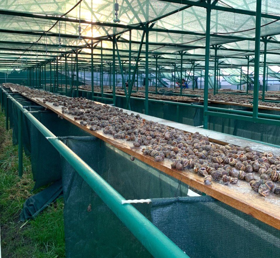 Ферма "Snail Garden" в Пятигорске