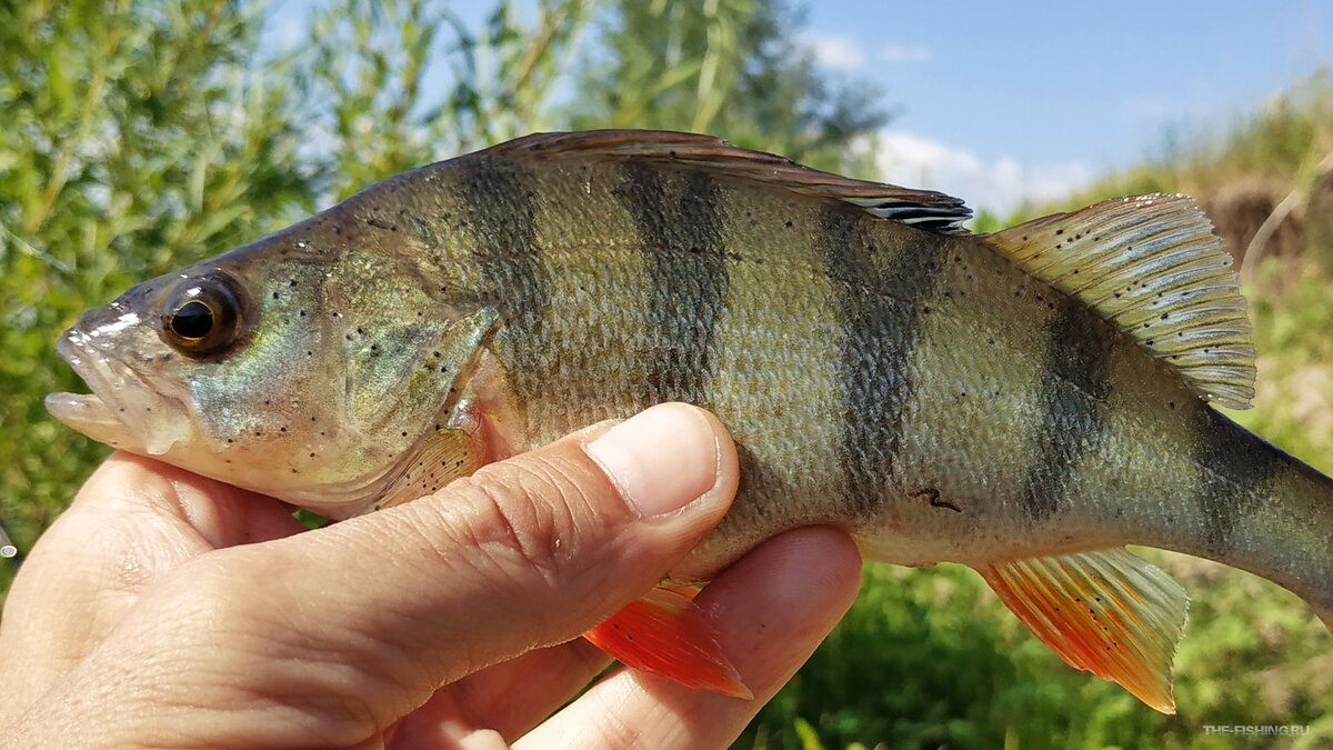 Окунь на УЛ