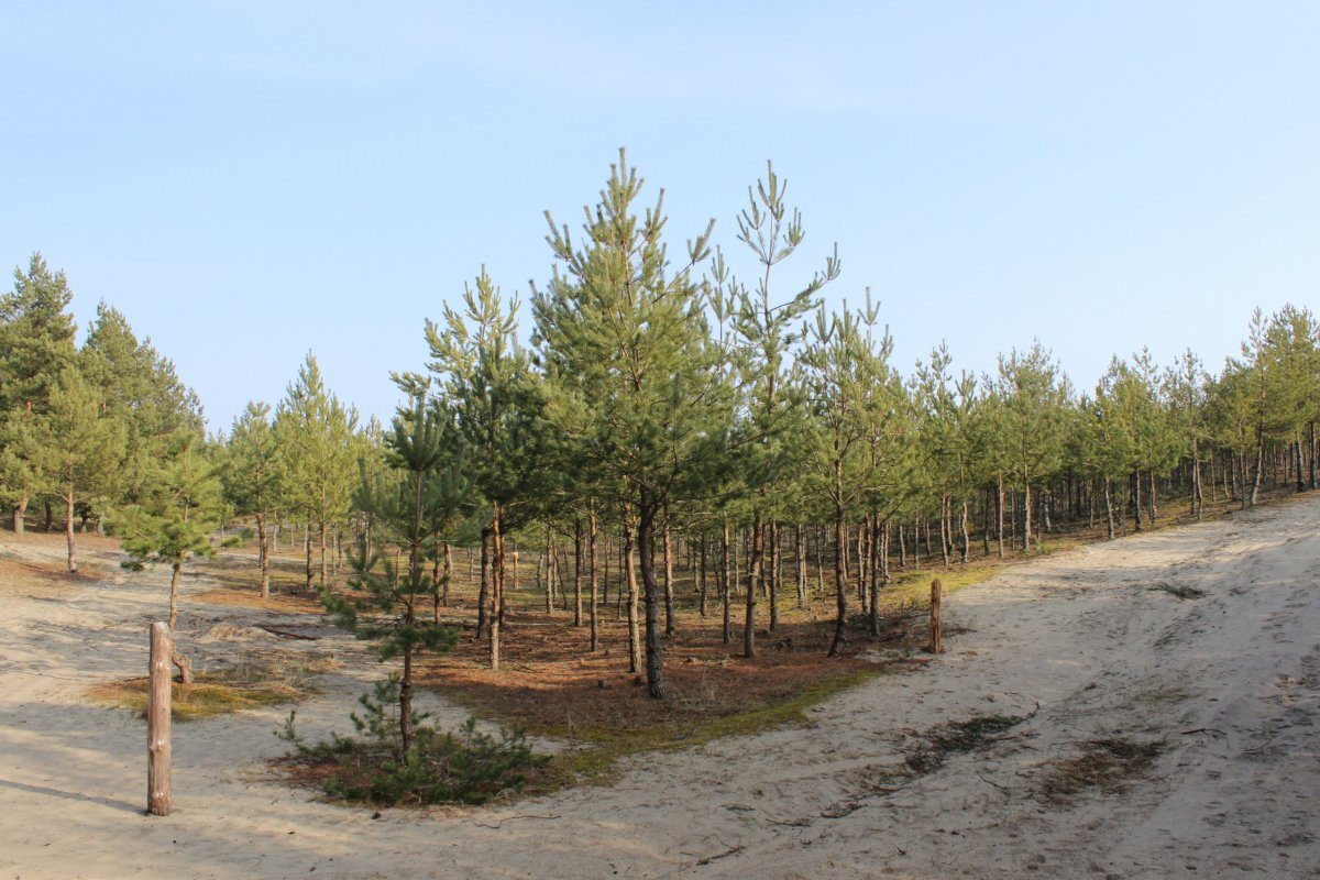 Фото: пресс-служба национального парка "Куршская коса"