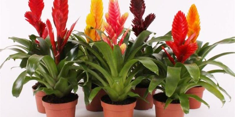 Вриезия (лат. Vriesea)