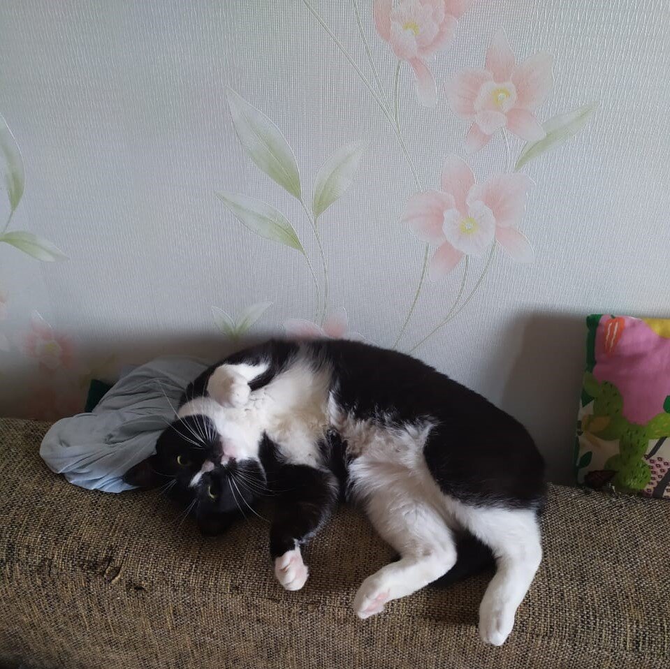 Подписывайтесь на канал, ставьте лайк! Переехавший кот, фото из личного архива автора