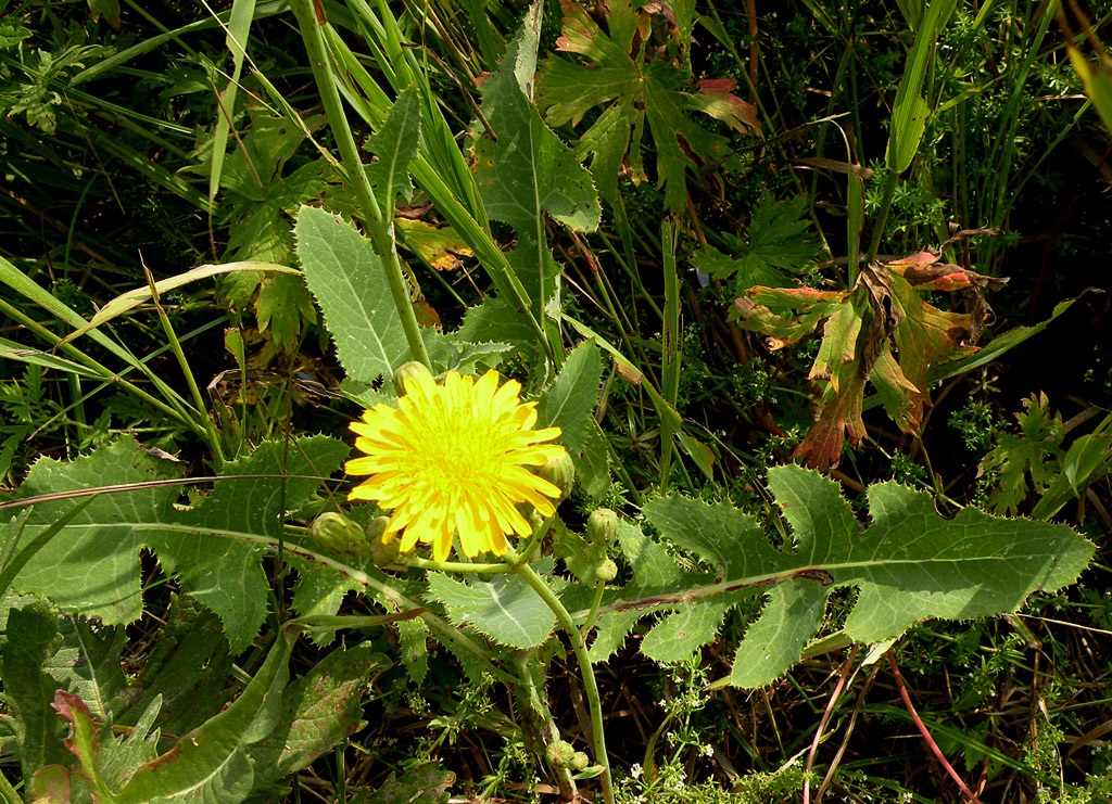 осот огородный, полевой. осот полевой лекарственное растение или нет. осот полевой. латук огородный осот полевой. осот полевой лекарственное растение или нет.