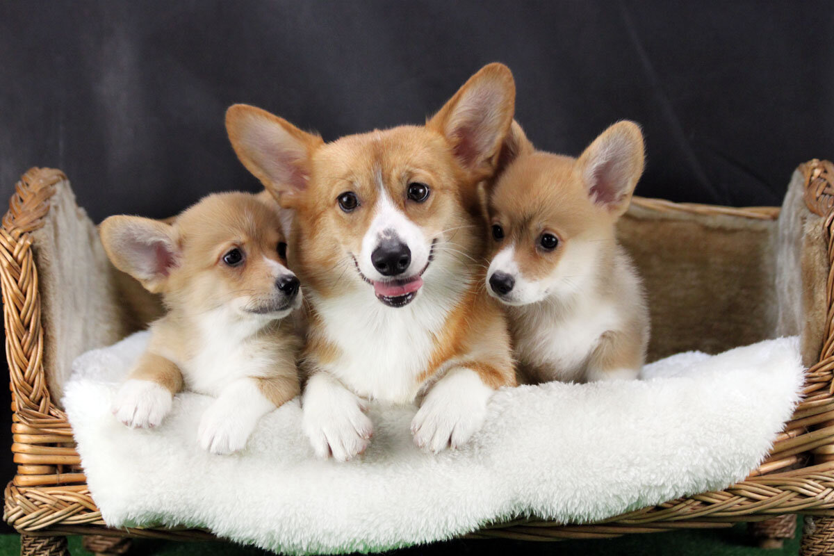 Место для собак