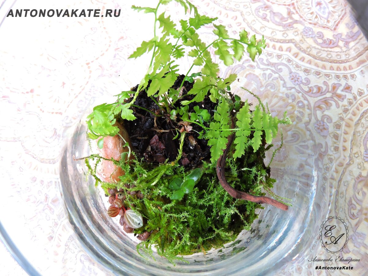 Лесной папоротник во Флорариуме