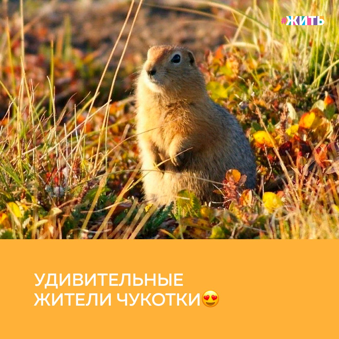 Люди не перестают удивлять новыми талантами. Предлагаем сегодня познакомиться с работами фотохудожника из Магадана. Автор снимков - Андрей Загребельный. Он занимается фотографией в свободное от работы время. Главная тема его работ - природа Севера🤩 
Сам фотограф рассказывает о своем увлечении: "Не все дикие животные опасны. Конечно, я стараюсь себя обезопасить, реально оцениваю поведение животных, перед тем как идти на риск. Из-за того, что многие животные не подпускают к себе человека, иногда приходится выжидать достаточно продолжительное время в укрытии, даже на морозе или под дождем. В конце концов ожидание стоит того"☺

Понравились ли Вам эти фотографии?

#жить #проектжить
