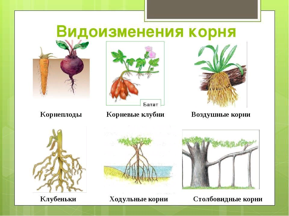 Видоизменения корня