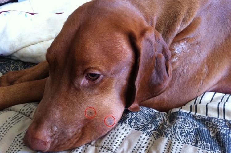 Таксу укусила змея.