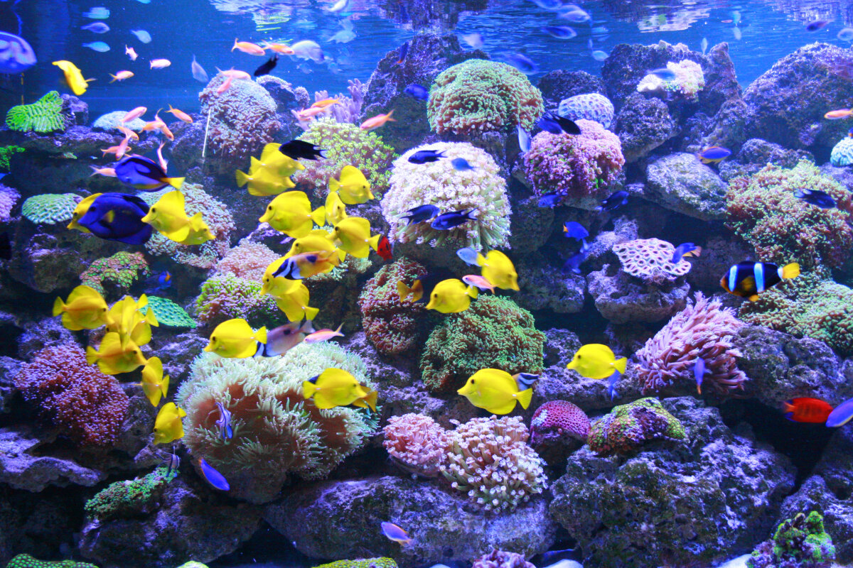 аквариум санкт петербург