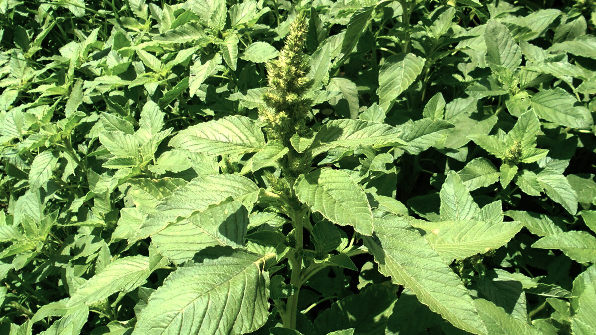 Амарант или щирица