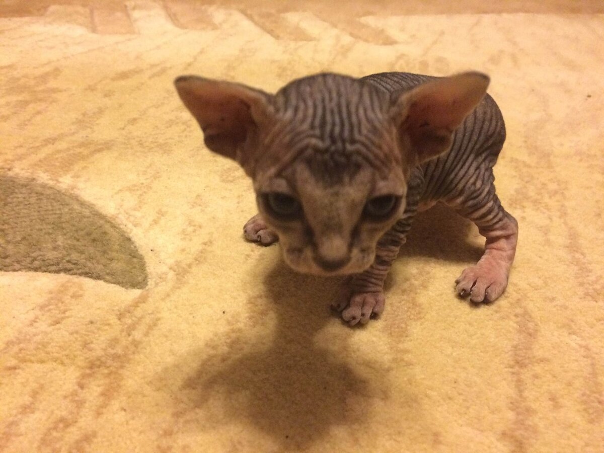 Котенок канадского Сфинкса
