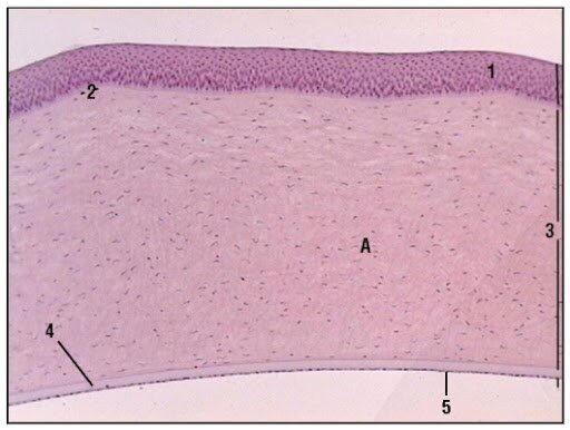 Роговица глаза гистология препарат. Строение роговицы глаза гистология. Роговица глаза гистология препарат. Роговица препарат гистология. Многослойный плоский неороговевающий эпителий гематоксилин эозин.