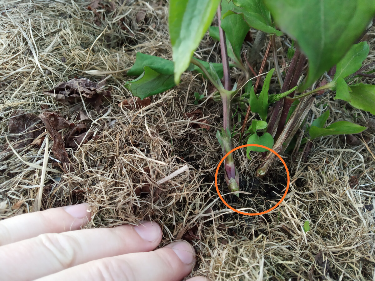 Клематис Бьютифул Брайд "Beautiful Bride"