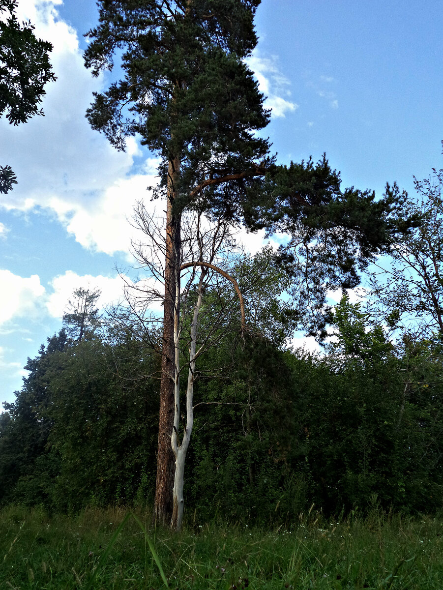 Но гордая Сосна и при своем «вдовстве» Не станет по лесу себе жену искать…