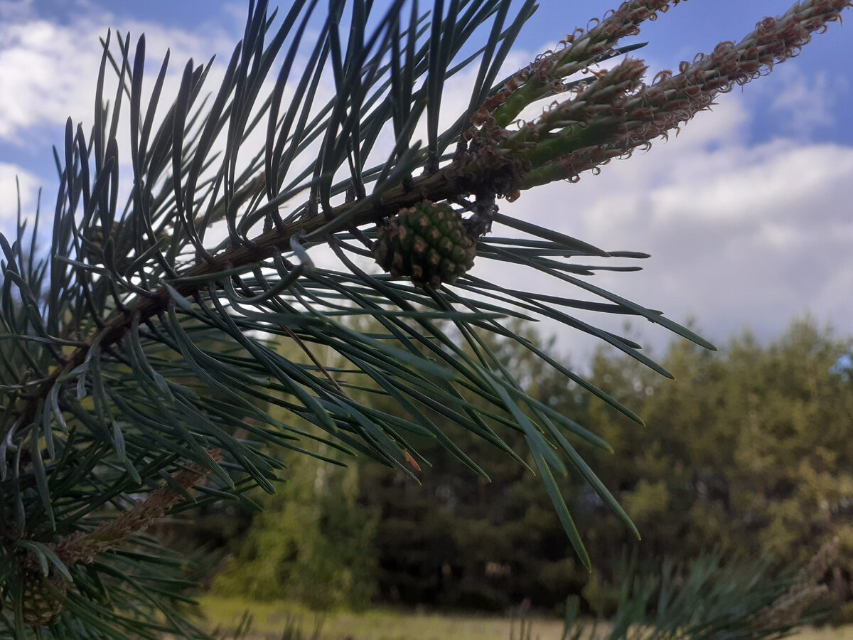Сосновые шишки для варенья должны быть  зелеными и небольшими.