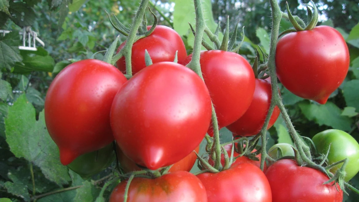 Яндекс картинки