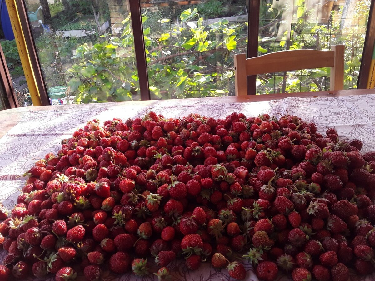 Земляничный июнь