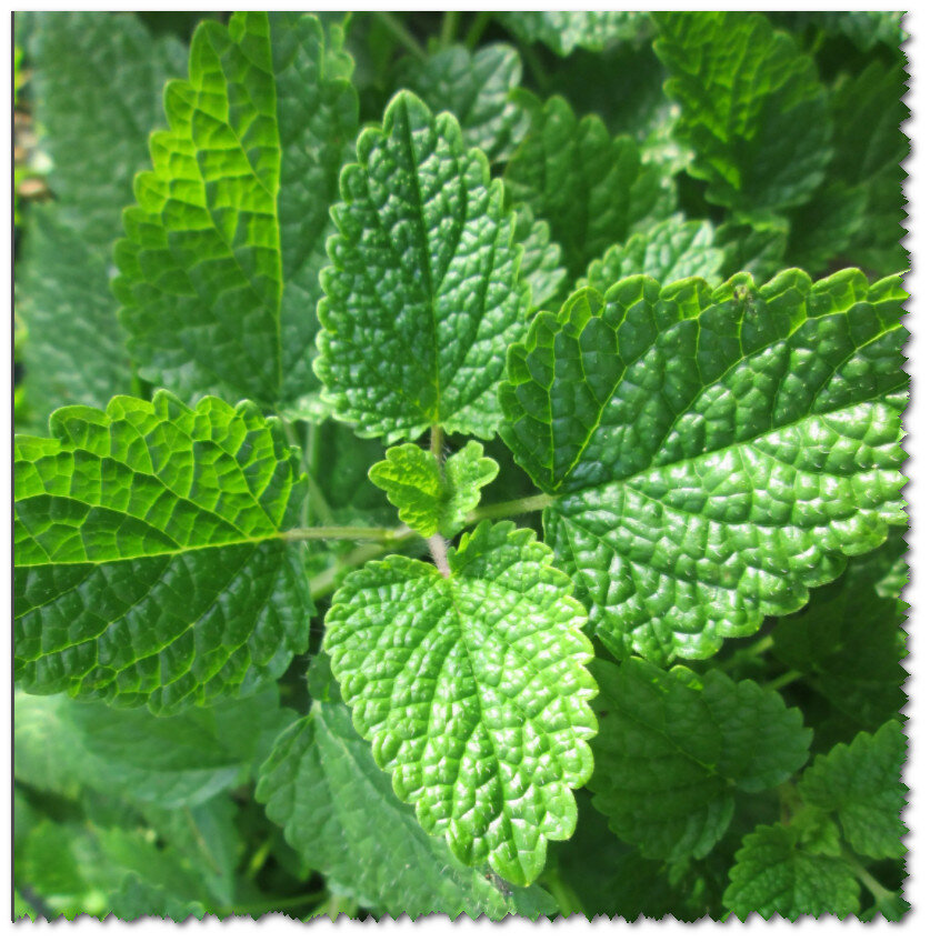 Как в городской квартире высушить мяту на зиму