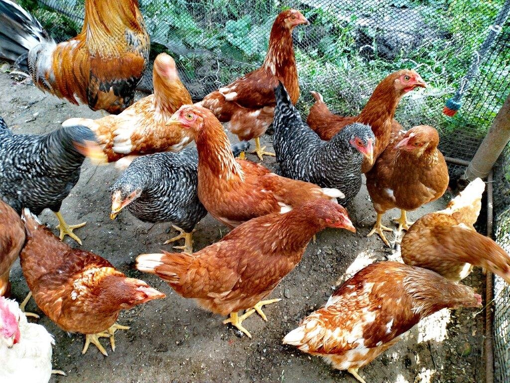 Авито новосибирск несушки. Куры белые и рыжие. Большие курицы рыжие. Рыжие куры по месяцам фото. Рыжие куры 5 месяцев как выглядят.