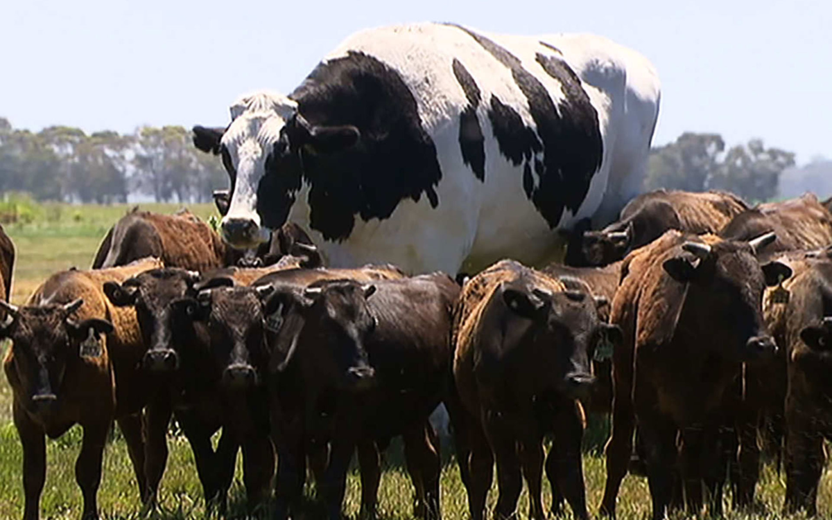 Чорва МОЛЛАРИ. Самая большая корова. Самые большие коровы. Самый большой корова в мире. Сколько коров в стаде