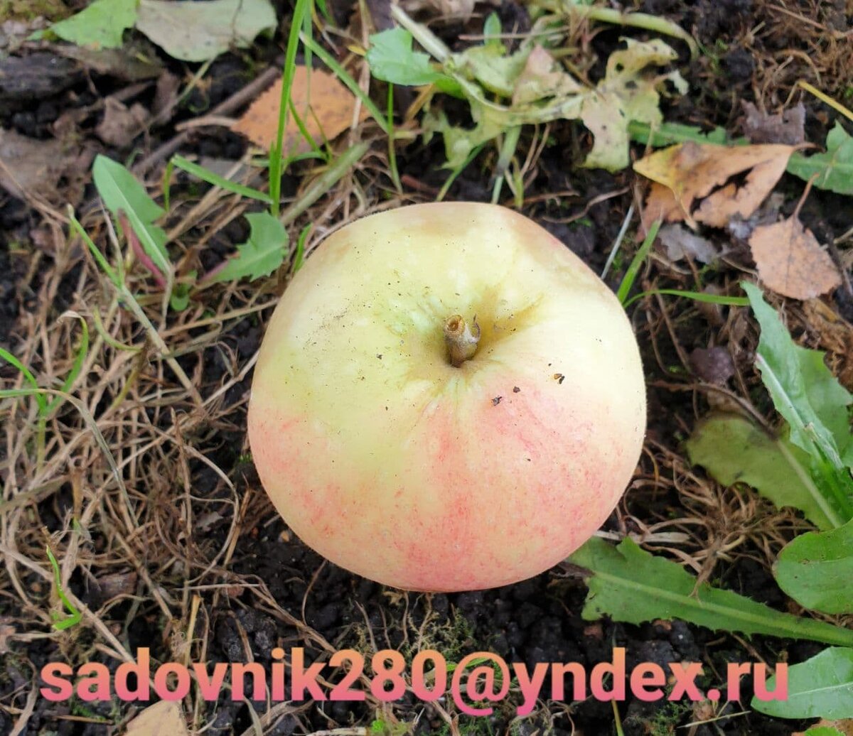 фото автора Алесад.