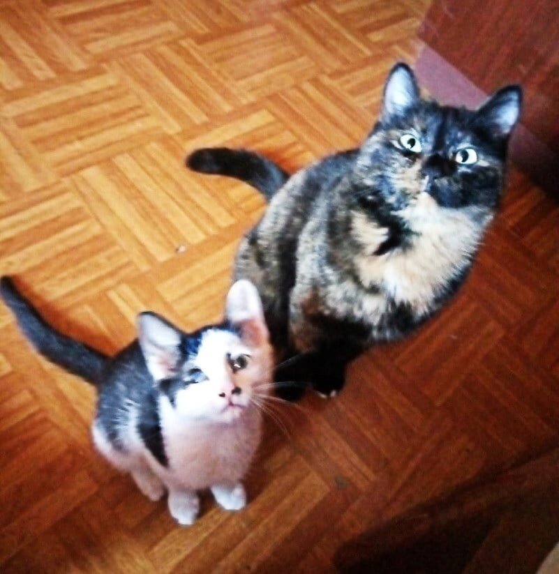 Кошечка и котёнок