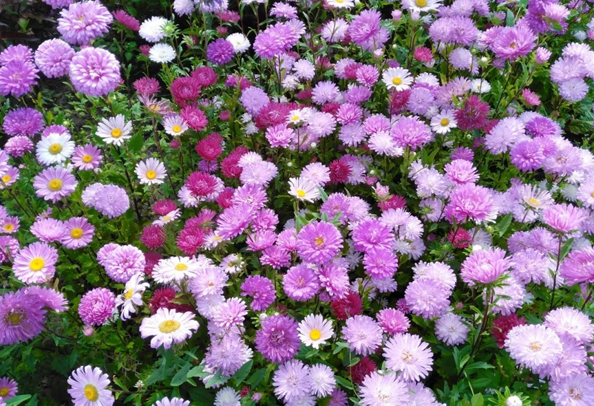 Астра однолетняя. Фото с https://distano.ru/