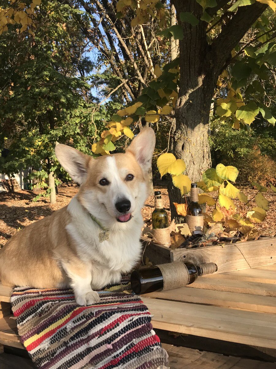 Осенняя фото-сессия Хантера 