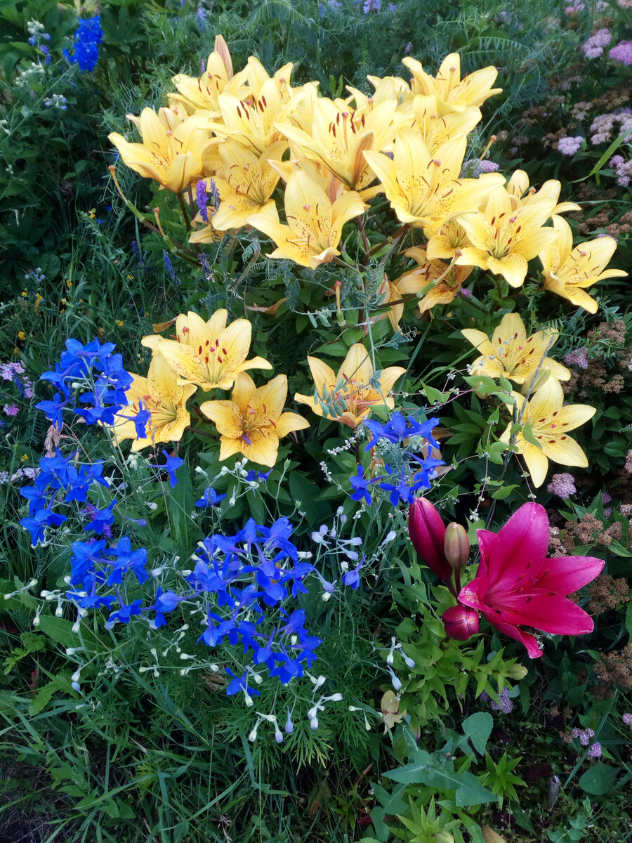 Низкорослый дельфиниум. Сеется сам уже несколько лет. Цвет его просто удивительно красивый и хорошо, что рядом растут эти красивые лилии, купленные тоже давно дочкой. 