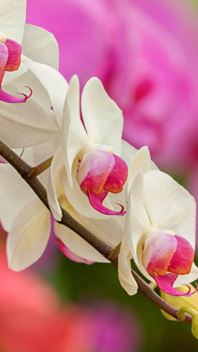 Картинки из интернета