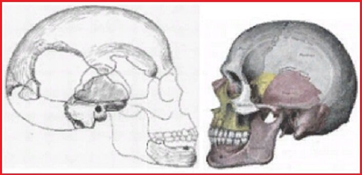 Черепа человека Боскоп и сапиенса. (ирт-хроникл.ру)