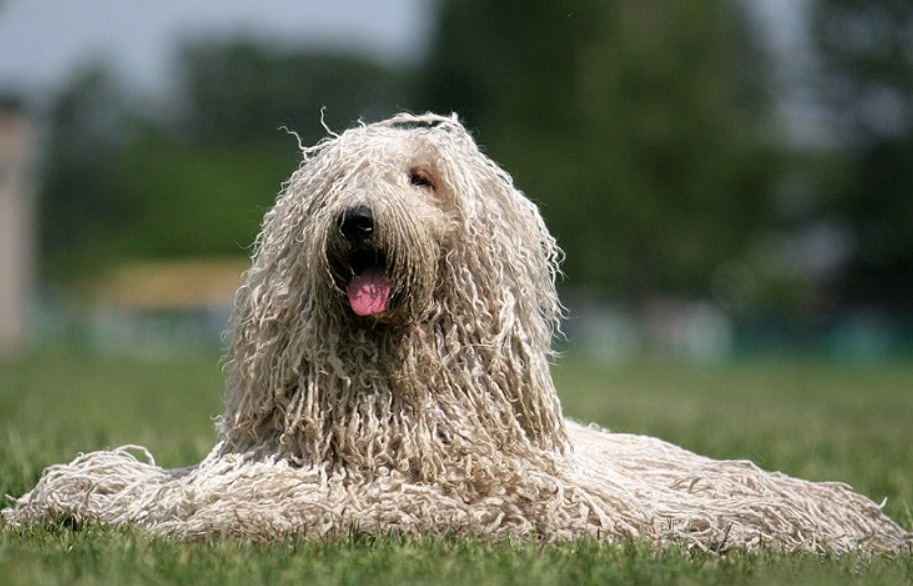 Комондор – венгерская порода овчарок. Комондор. Венгерская сторожевая командор. Комондор венгерская овчарка. Комондор.