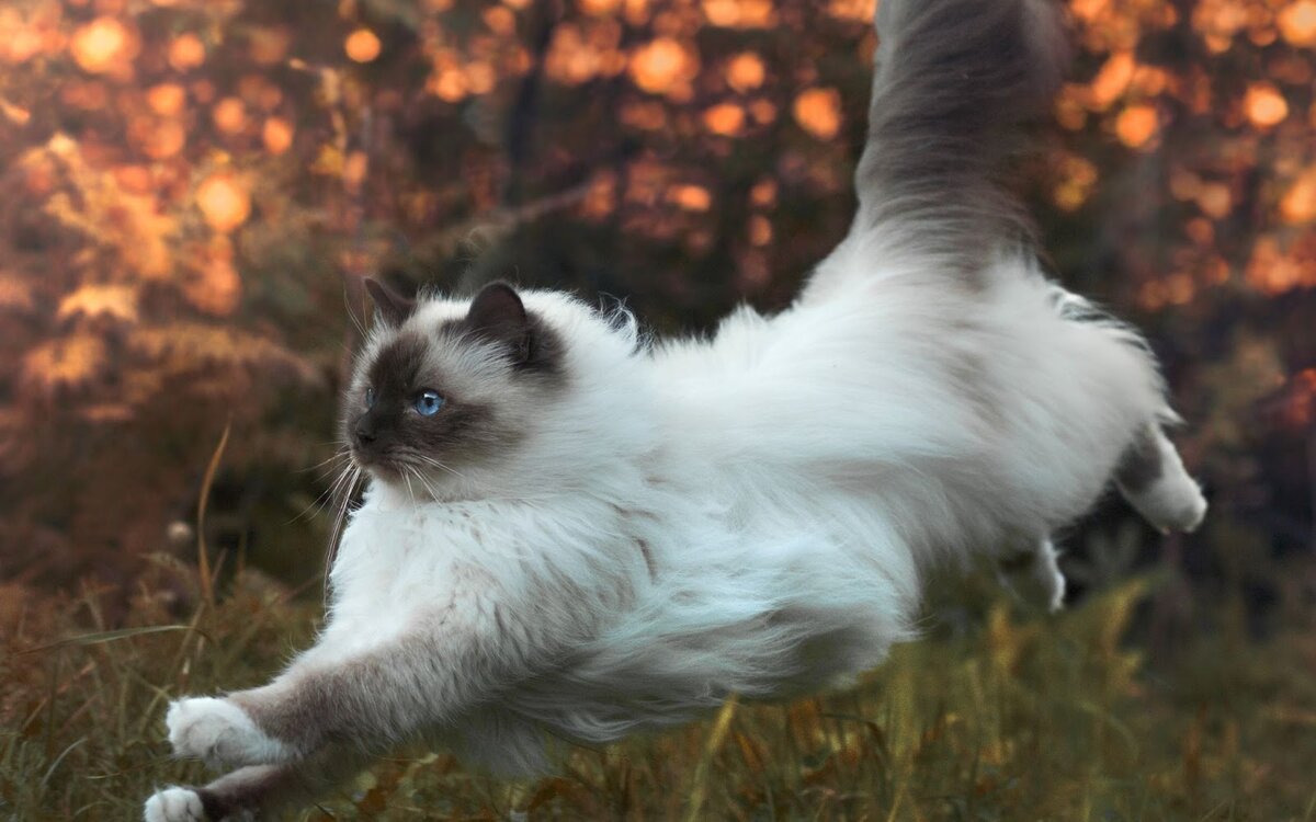 Убегающая кошка, фото из открытых источников