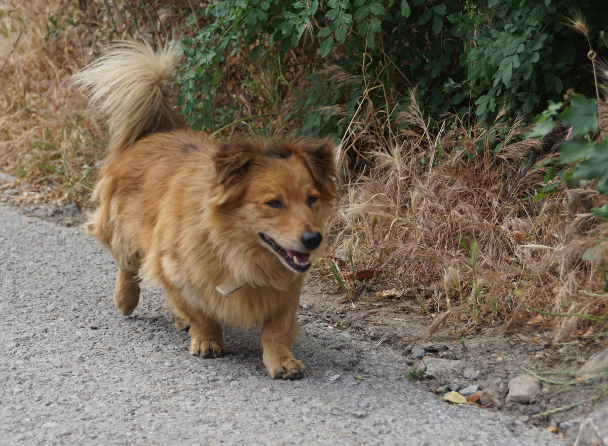 Спуск в Гурзуф с трассы.фото автора.