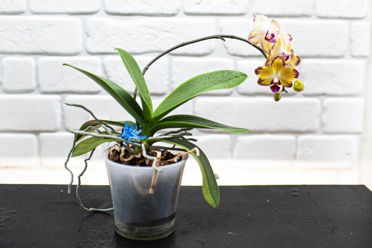 Фаленопсис Papagaiyo. Фото и коллекция автора masteritayaplants