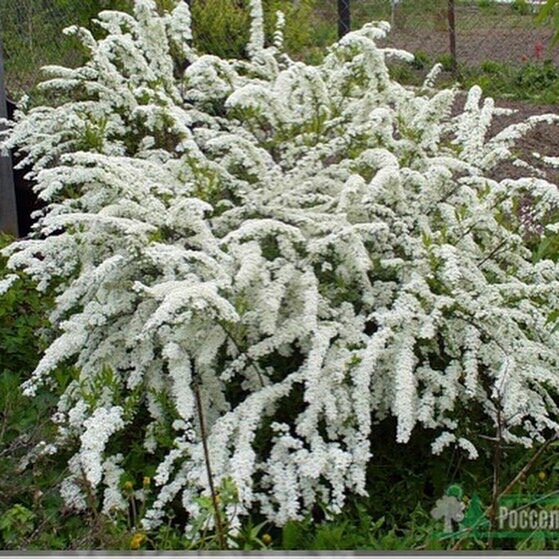 Спирея серая