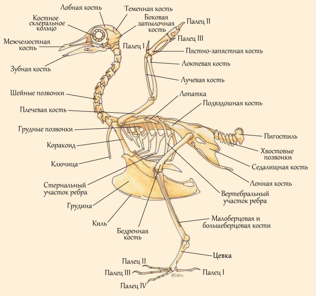 хордовые классификация схема. представитель высших позвоночных 6 букв. три группы хордовых животных. классификация тип хордовые биология 7 класс. представитель высших позвоночных 6 букв.