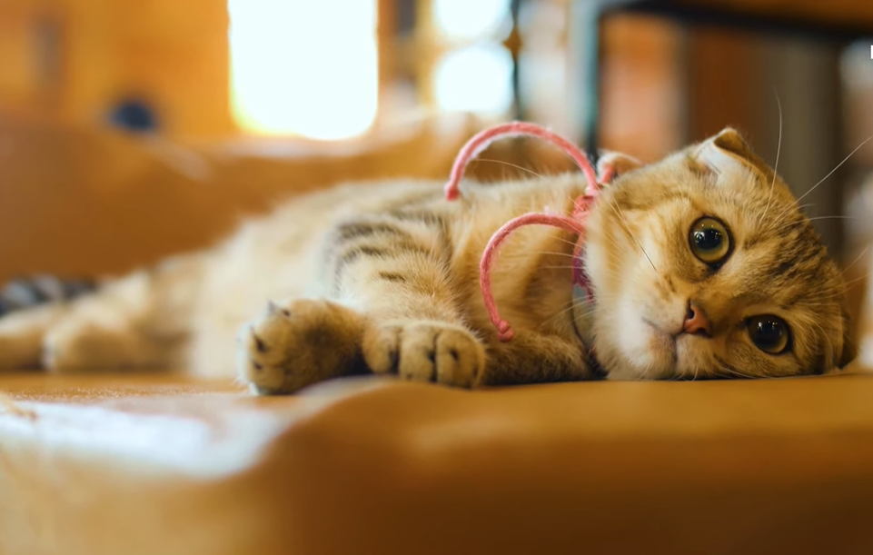 Поведение кошки может быть нестандартным 