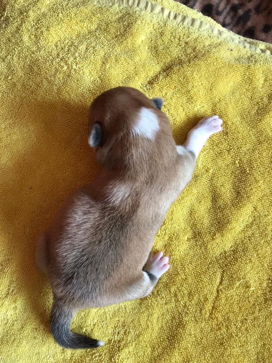 Щенок корги.