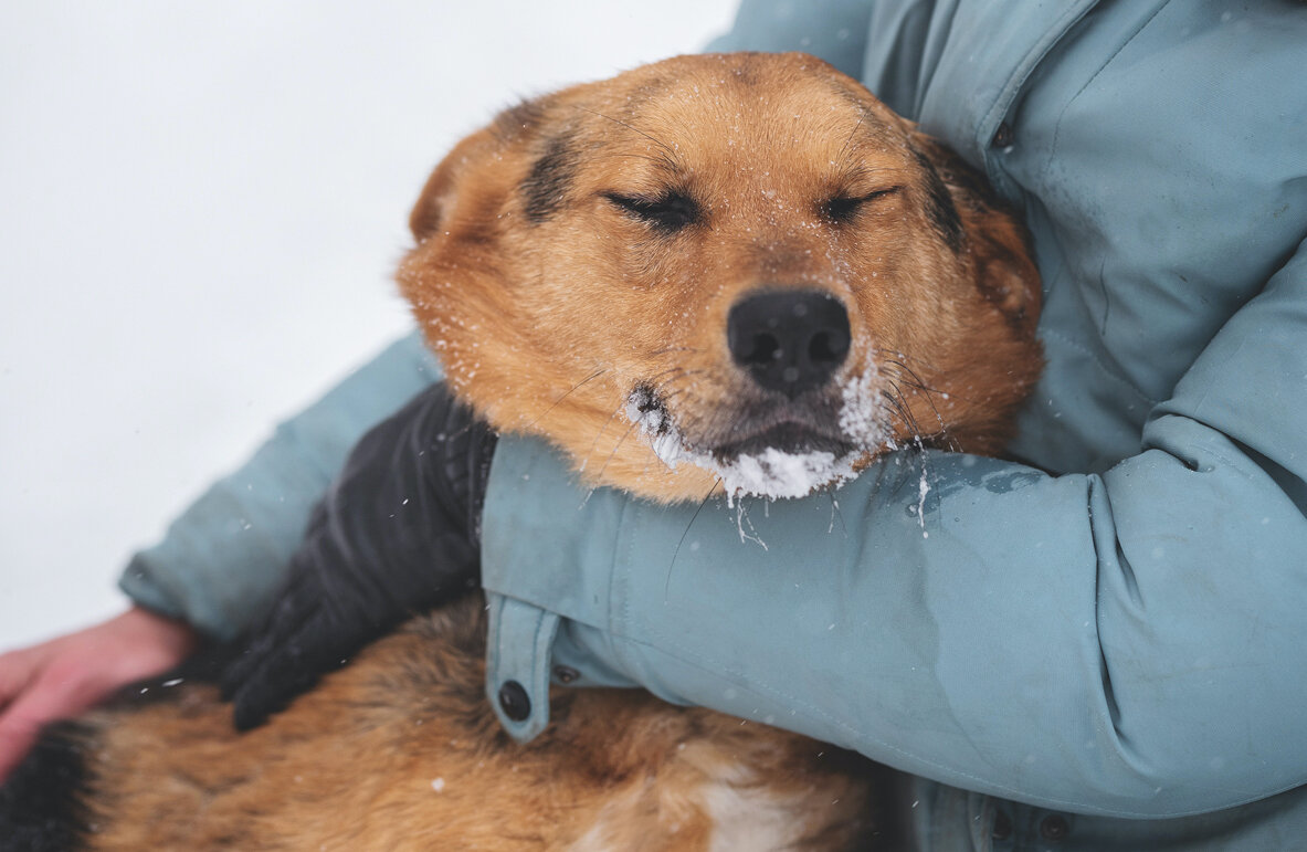 🐕 Моя собака - дворняжка: почему беспородные питомцы набирают популярность  | Приют в Печатниках | Дзен