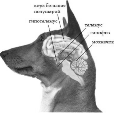Анатомия мозга собаки