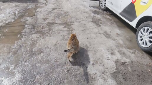 Толстый кот гуляет во дворе и дышит весной