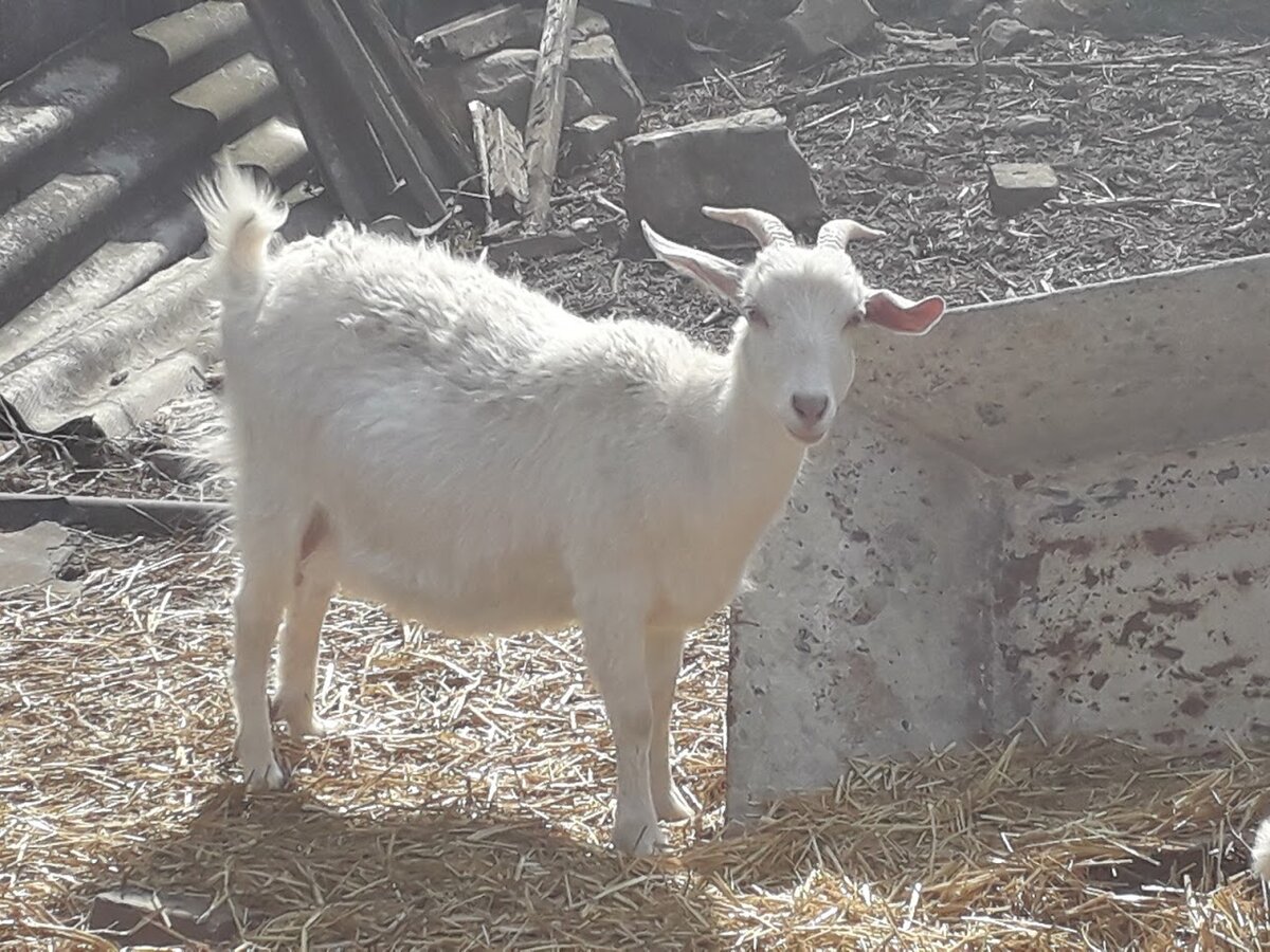 Белочка любит гулять