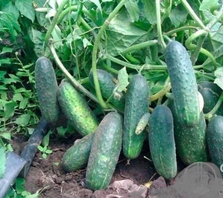 Огурцы «Эколь F1»