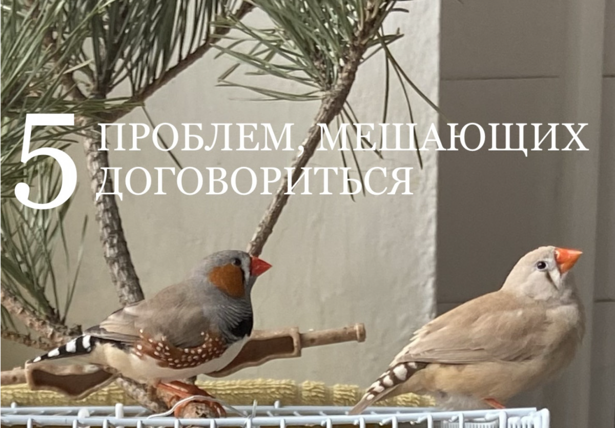 мои питомцы по весне тоже выясняют отношения