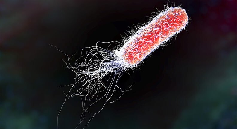 E.coli